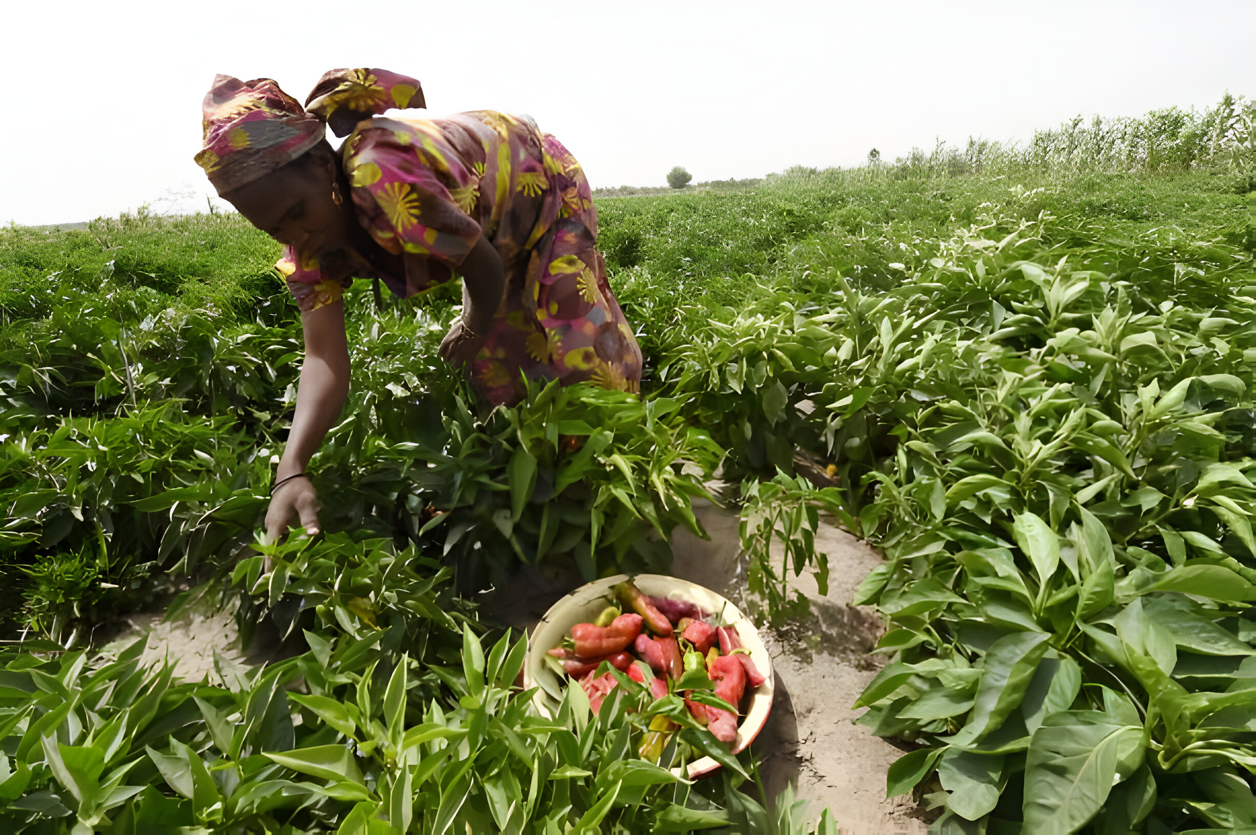 Export of agricultural products in Nigeria